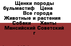 Щенки породы бульмастиф › Цена ­ 25 000 - Все города Животные и растения » Собаки   . Ханты-Мансийский,Советский г.